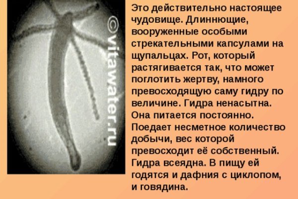 Кракен зеркало тор picassogallery com