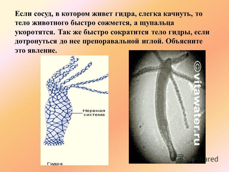 Kra27at